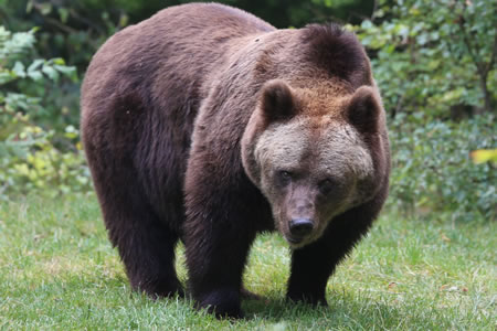 OSO PARDO EUROASIÁTICO (Ursus arctos arctos)